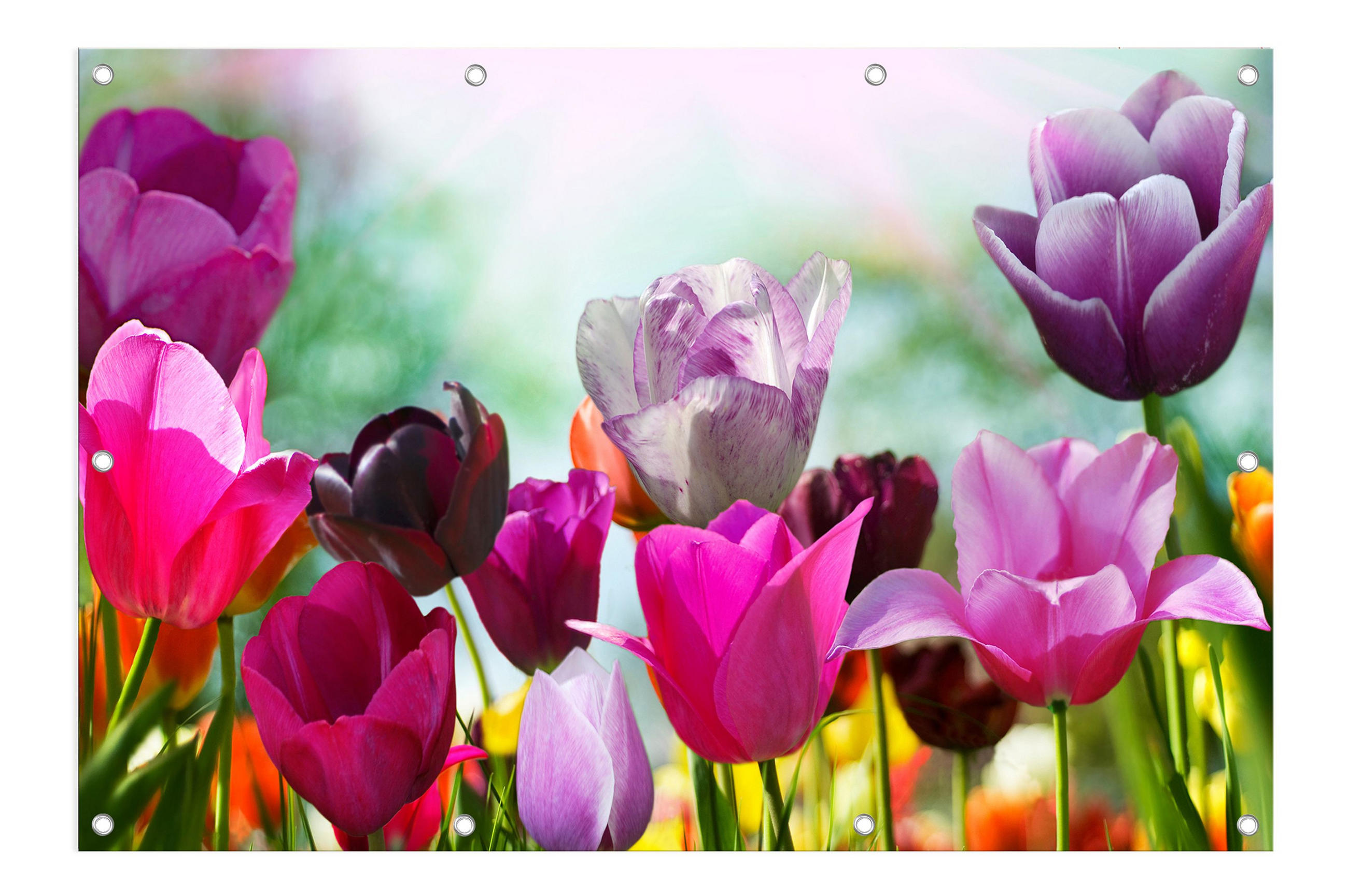 GARTEN-POSTER 120x80 cm Blumen bunt - Rosa, Kunststoff (120/80/2cm) - artissimo