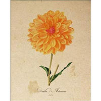 POSTER Dahlia. A4 Rahmenlos - Klar, Papier (29.7/5/21cm) - Nacnic