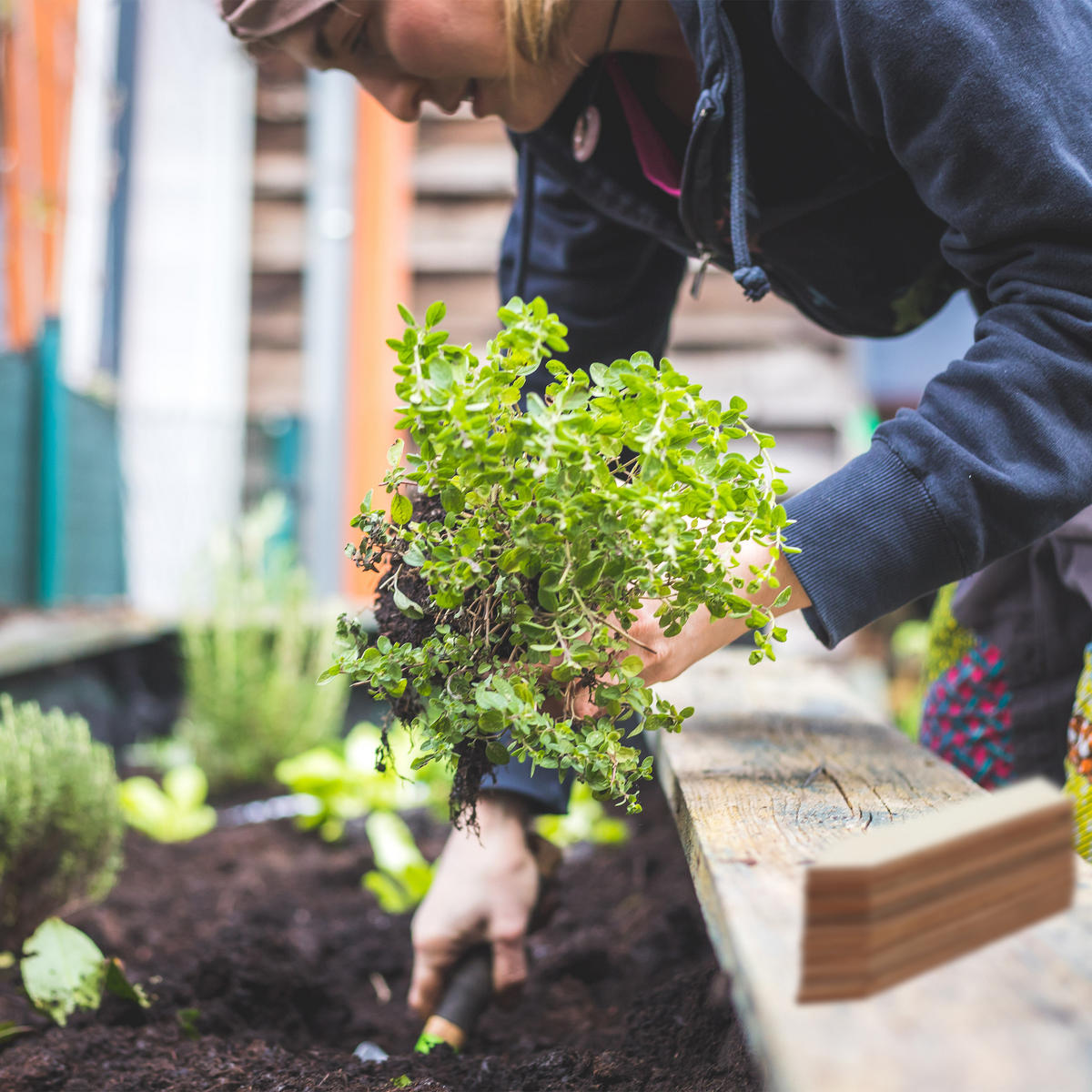 60XPFLANZENSTECKER - Hellbraun, Holz (2/10.5/0.2cm) - Relaxdays