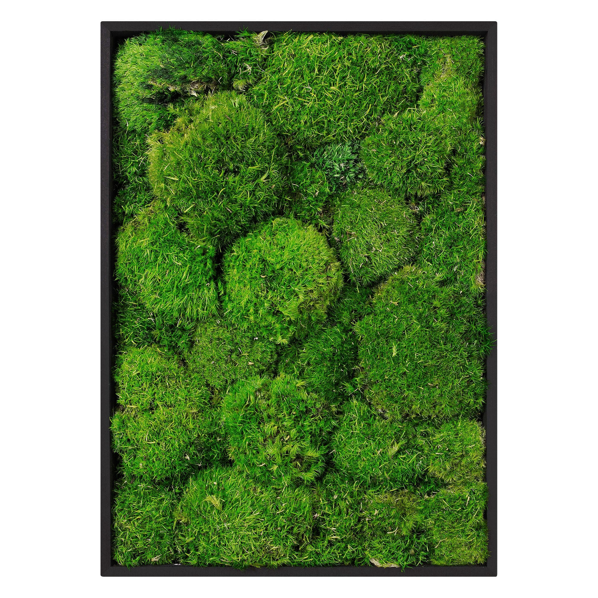 MOOSBILD Rechteck 38 x 27 cm Mooswand Indoor mit Echtem Kugelmoos und Holzrahmen Grün Pflegefrei - Grün, Naturmaterialien (27/38/3.5cm) - ECD-Germany