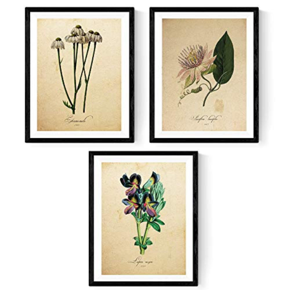 POSTER Set Mit 3 Botanik Natur A4 Rahmenlos - Klar, Papier (29.7/5/21cm) - Nacnic