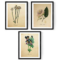 POSTER Set Mit 3 Botanik Natur A4 Rahmenlos - Klar, Papier (29.7/5/21cm) - Nacnic