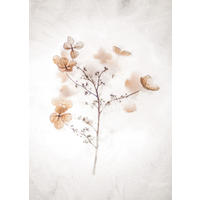 BILD 20x30 cm Blüten Beige Weiß - Beige, Holzwerkstoff (20/30/2cm) - artissimo