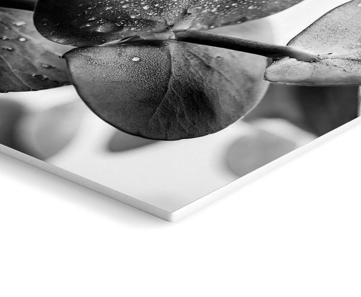 BILDERSET 6er-Set 30x40 cm + 20x30cm Blumen schwarz weiß - Weiß, Kunststoff (105/85cm) - artissimo