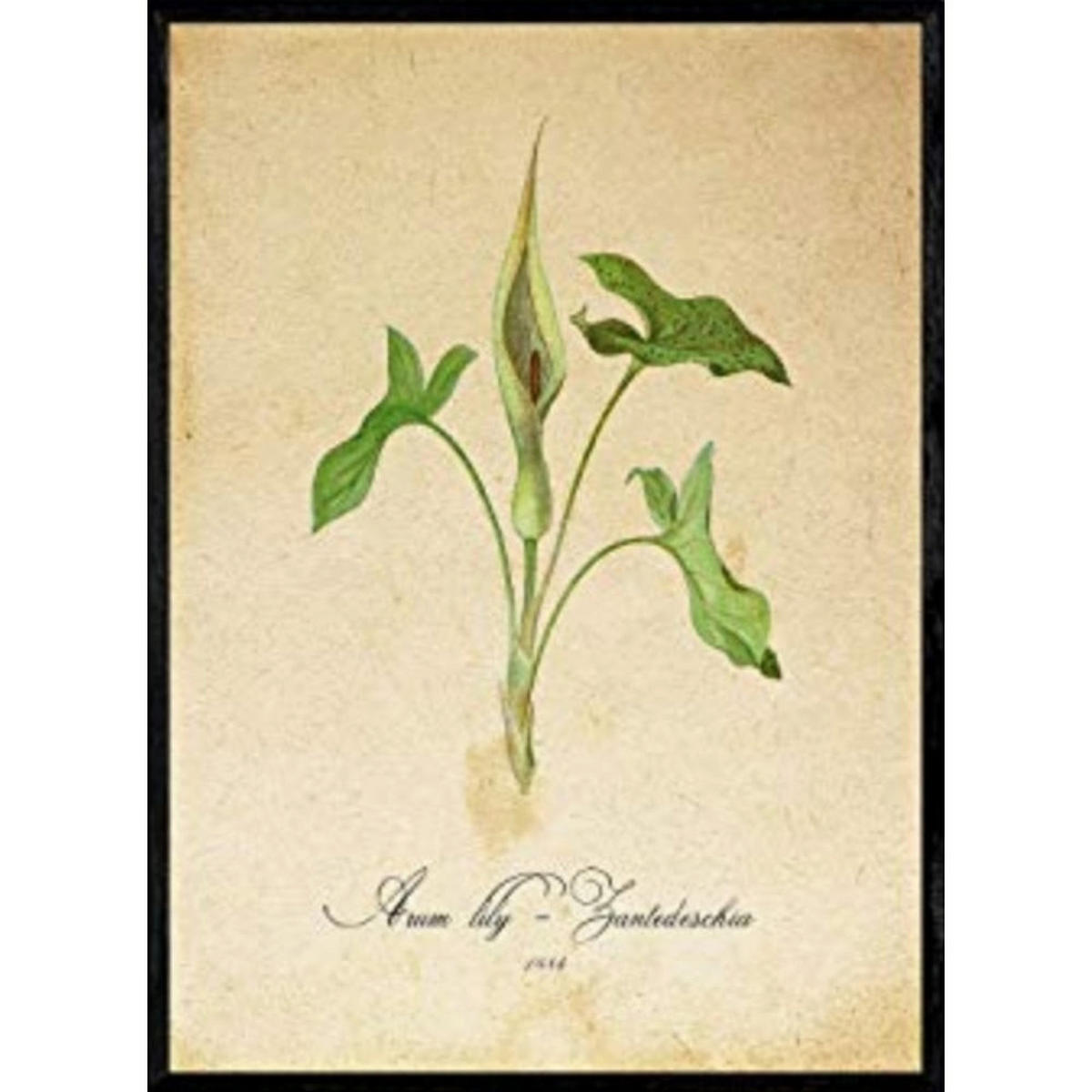 POSTER Arumlilie 2. A4 Rahmenlos - Klar, Papier (29.7/5/21cm) - Nacnic