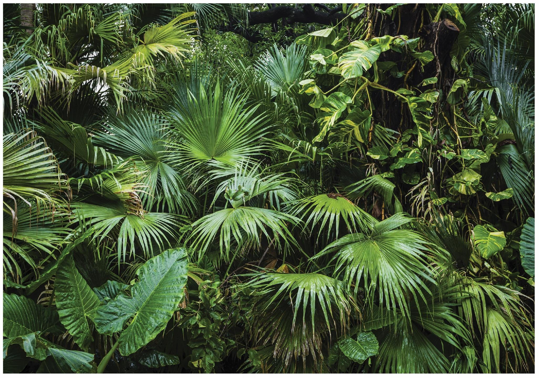 Wallarena FOTOTAPETA Jungle Forest Vliesová tapeta 150x105