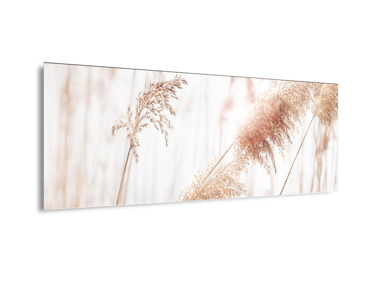 GLASBILD 80x30 cm Pampasgras beige - Beige, Glas (80/30cm) - artissimo