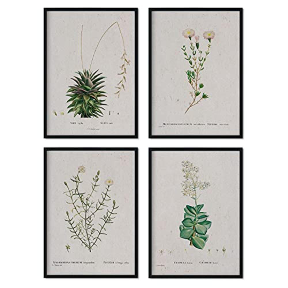 POSTER Set mit 4 mit weißen Blättern aus dem Künstler PierreJoseph Redouté A4 Schwarzer Rahmen - Schwarz, Papier (29.7/3cm) - Nacnic