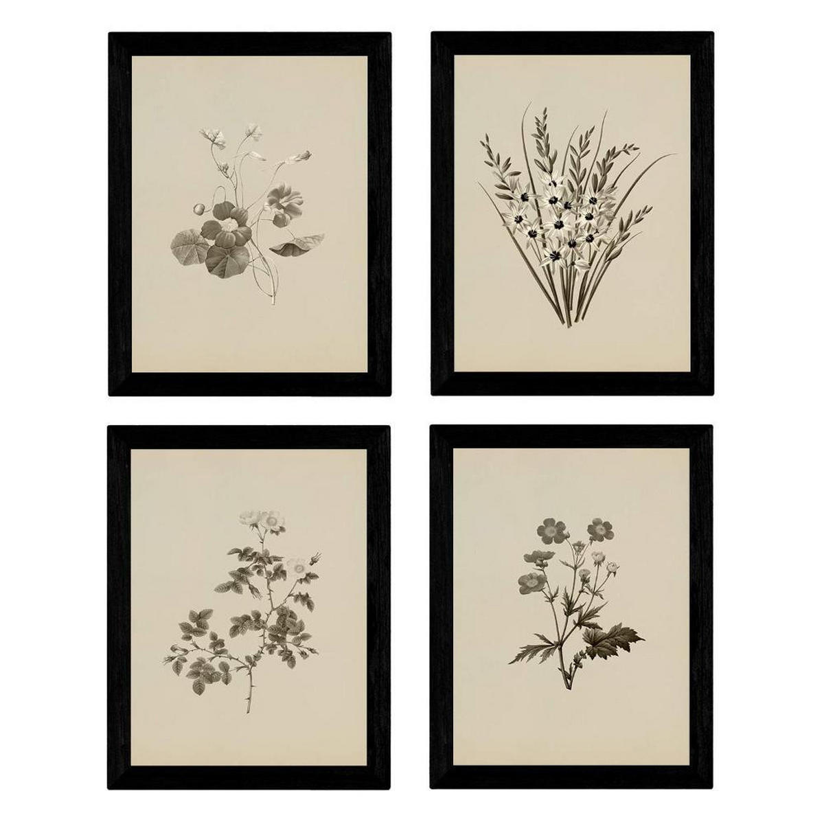 POSTER Set mit 4 Botanischen Stils Sensitive A3 Rahmenlos - Klar, Papier (29.7/3cm) - Nacnic
