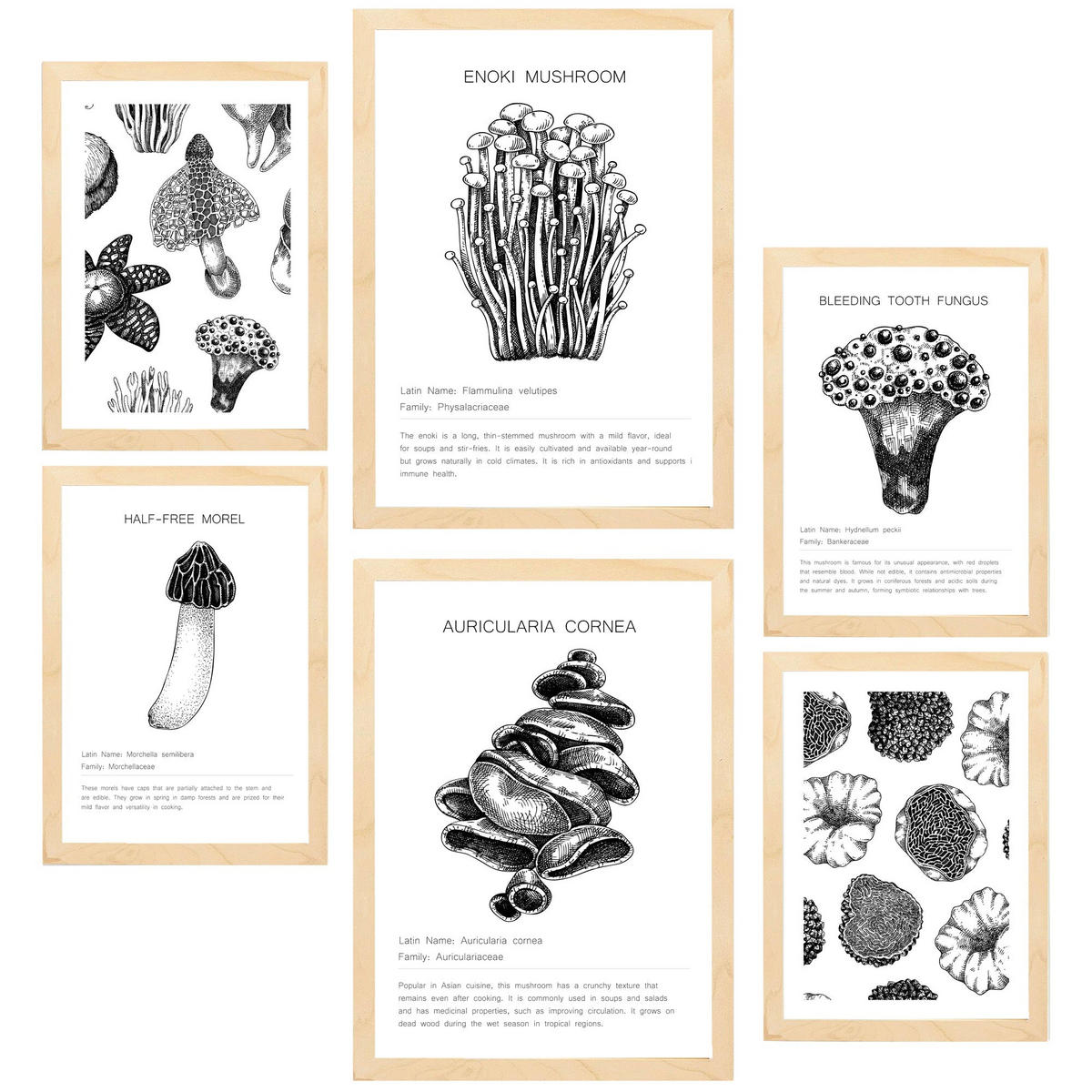 POSTER Set Mit 6 Komposition Aus Schwarzen & Weißen Pilzen & Homgos A3 & A4 Rahmen Aus Hellem Holz - Beige, Papier (29/3cm) - Nacnic