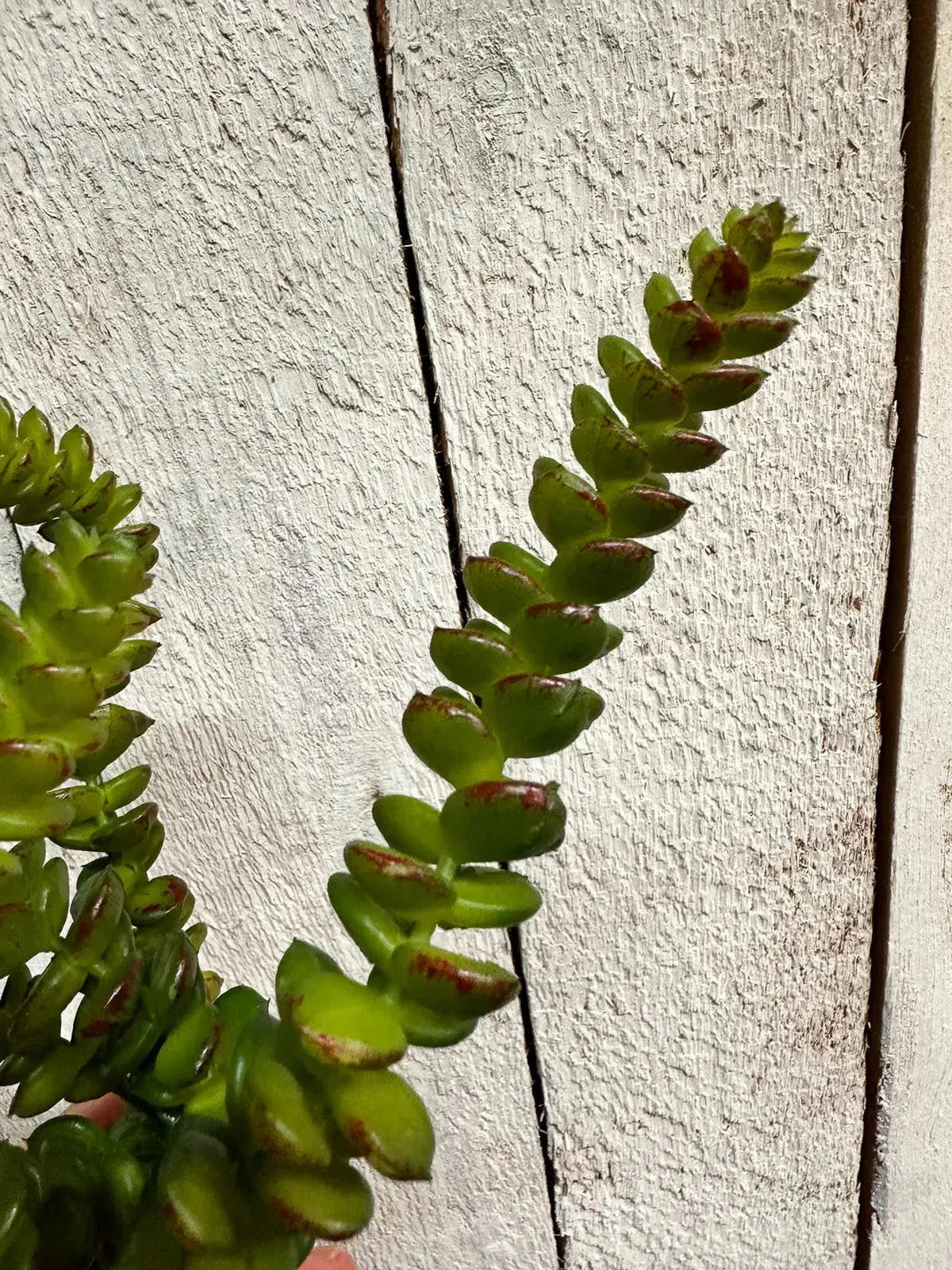 CRASSULAS Künstliche Crassula - Hedi 17 cm - Multicolor, Kunststoff (17cm) - aplanta