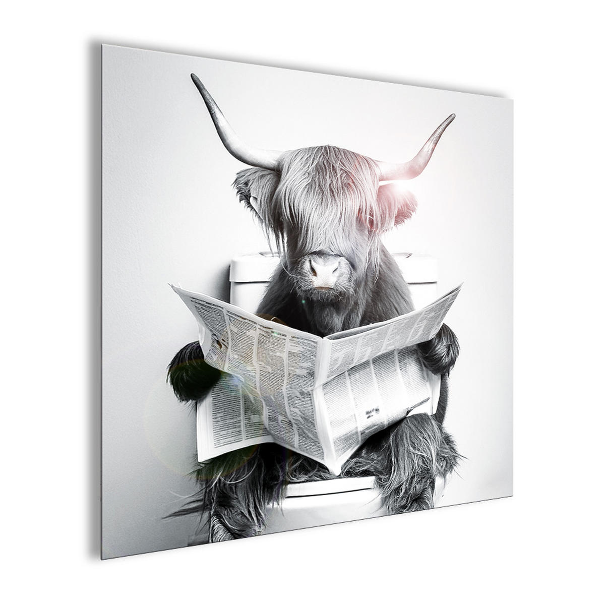 GLASBILD 50x50 cm Hochlandrind lustig schwarz weiß - Weiß, Glas (50/50cm) - artissimo