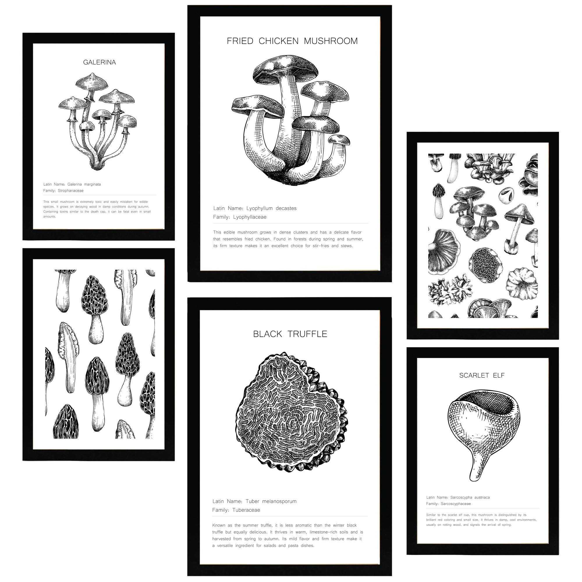 POSTER Set Mit 6 Dekorative Von Pilzarten, Blatt Mit A3 & A4 Schwarzer Rahmen - Schwarz, Papier (29/3cm) - Nacnic