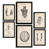 POSTER Set Mit 6 Anatomie Gehirn, Skelett, Muskeln und menschliche Gliedmaßen Größe A3 & A4 Schwarzer Rahmen - Schwarz, Papier (29.7/1cm) - Nacnic
