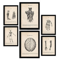 POSTER Set Mit 6 Anatomie Gehirn, Skelett, Muskeln und menschliche Gliedmaßen Größe A3 & A4 Schwarzer Rahmen - Schwarz, Papier (29.7/1cm) - Nacnic