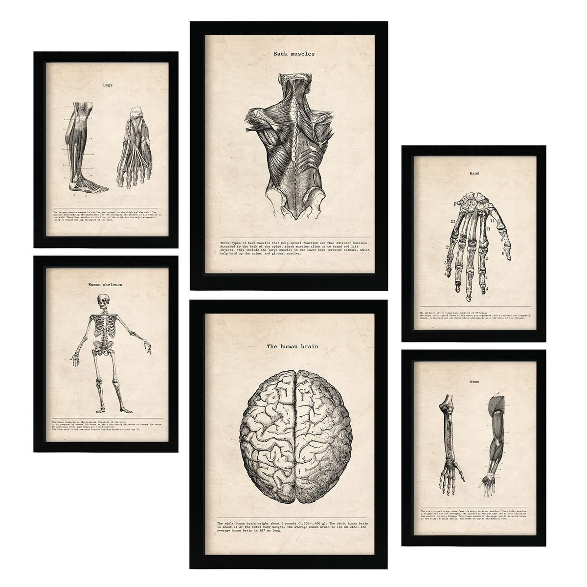 POSTER Set Mit 6 Anatomie Gehirn, Skelett, Muskeln und menschliche Gliedmaßen Größe A3 & A4 Schwarzer Rahmen - Schwarz, Papier (29.7/1cm) - Nacnic