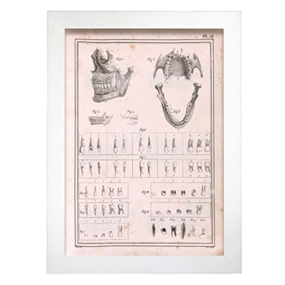 POSTER Medizinische Illustrationen – Kiefer & Zähne A4 Weißer Rahmen - Weiß, Papier (29.7/5/21cm) - Nacnic