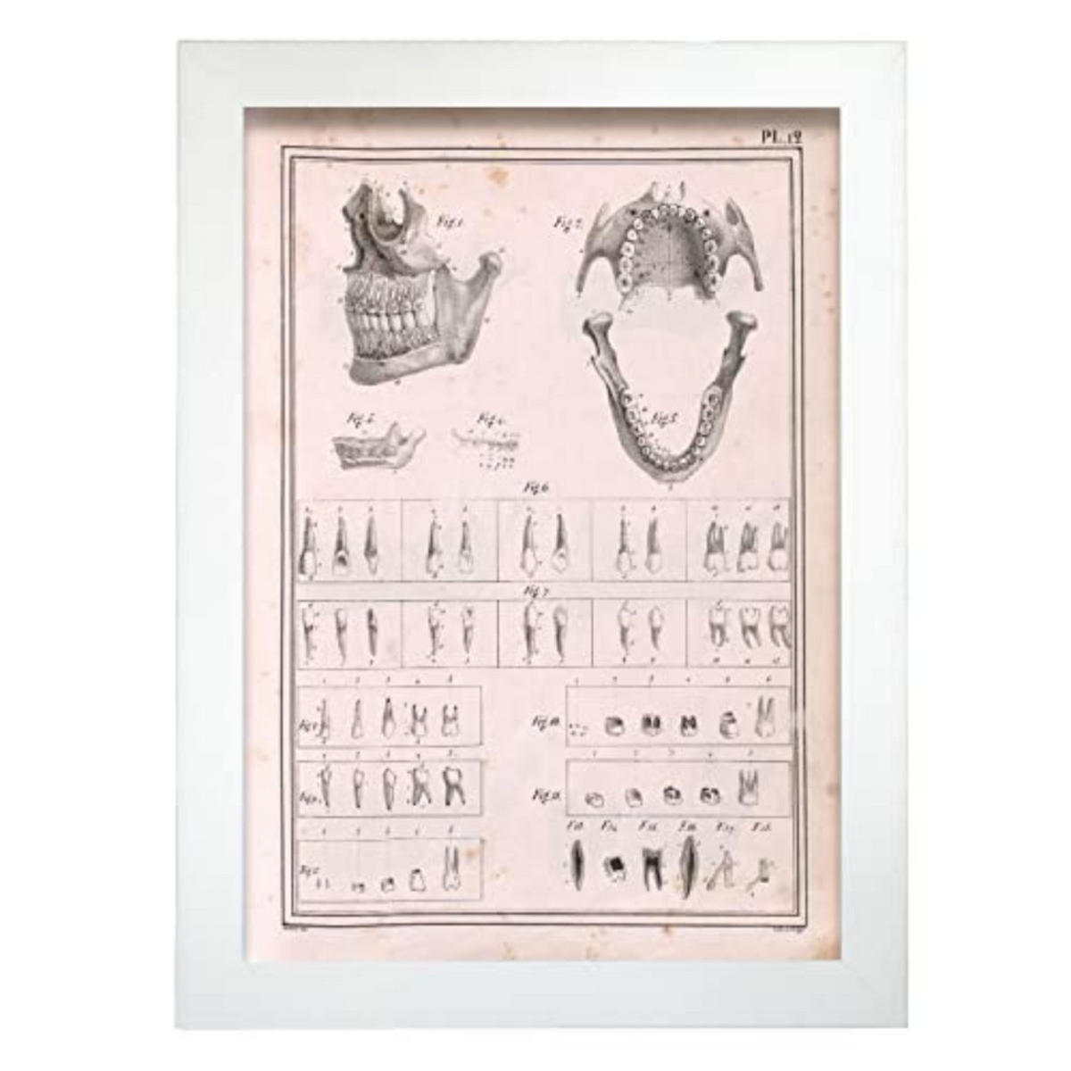 POSTER Medizinische Illustrationen – Kiefer & Zähne A4 Weißer Rahmen - Weiß, Papier (29.7/5/21cm) - Nacnic