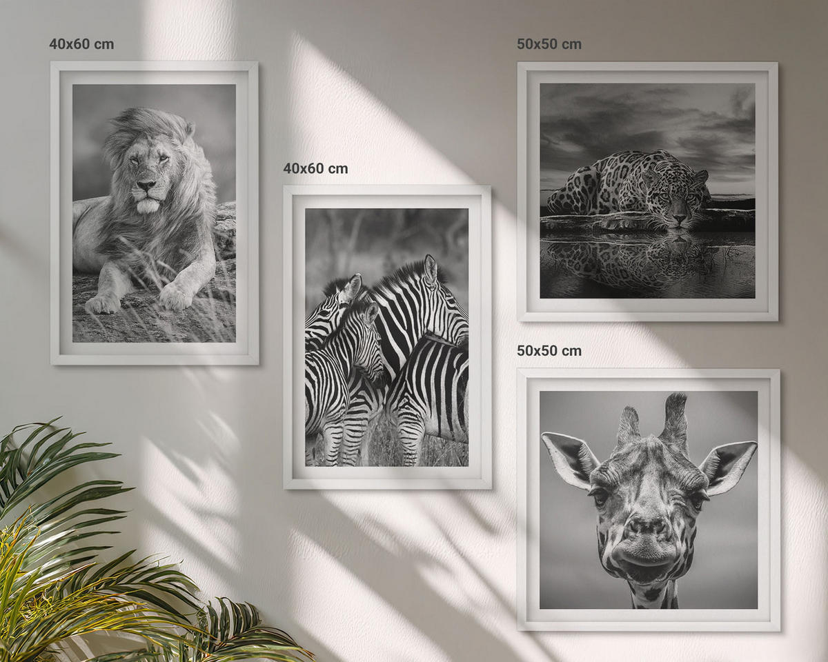 BILDER SET 4er Set - 50x50 cm & 40x60 cm Weißer Rahmen - Wildtiere Löwe Jaguar Giraffe Zebras - Weiß, Kunststoff (50/50cm) - TULUP