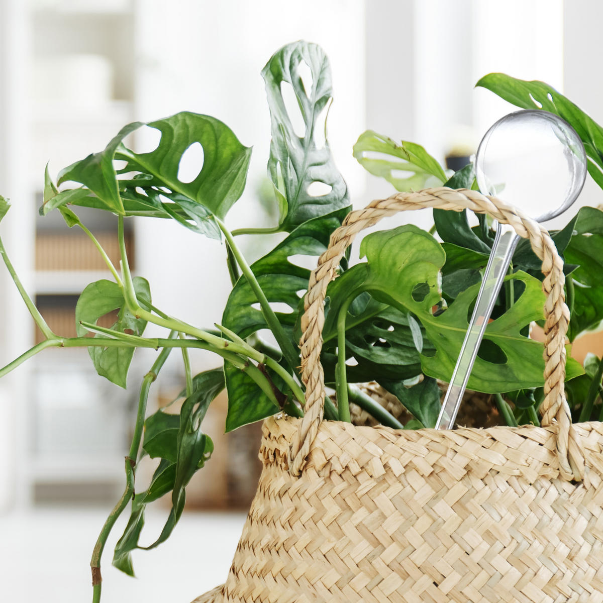 10XBEWÄSSERUNGSKUGEL - Transparent, Kunststoff (8/28/8cm) - Relaxdays