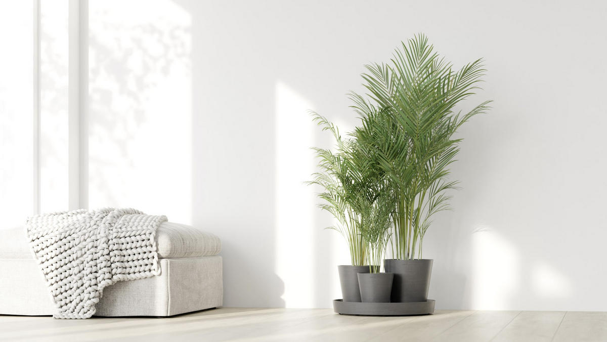 BLUMENTOPF Dubai 56,5/30,7 cm Grau - Grau, Kunststoff (56.5/30.7cm) - Ecopots