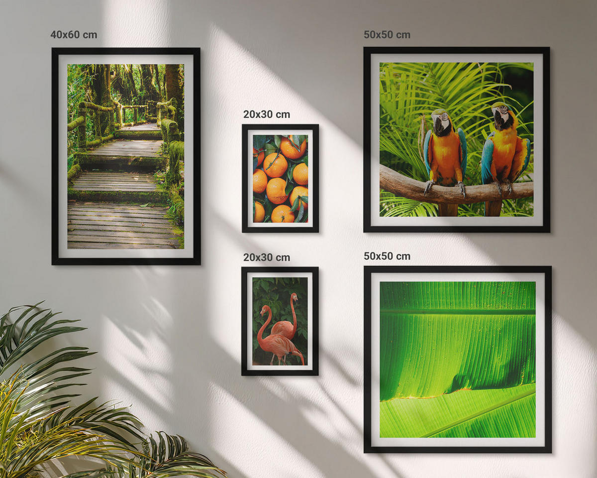 WANDBILDER 5er-Set - 50x50 cm & 20x30 cm & 40x60 cm Schwarzer Rahmen - Fruchtige Akzente der Tropen - Schwarz, Kunststoff (40/60cm) - ArtPrintCave