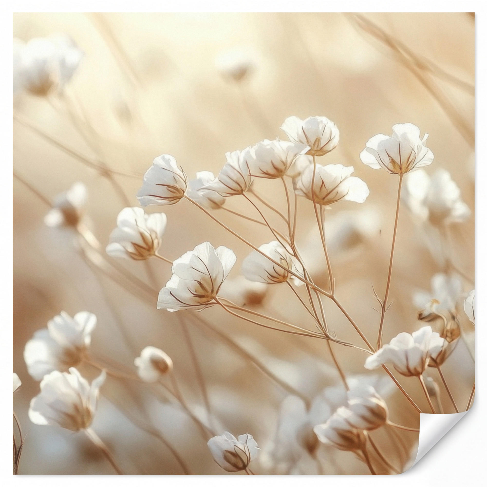 OnlyWow Tapete Creme 240x220 cm