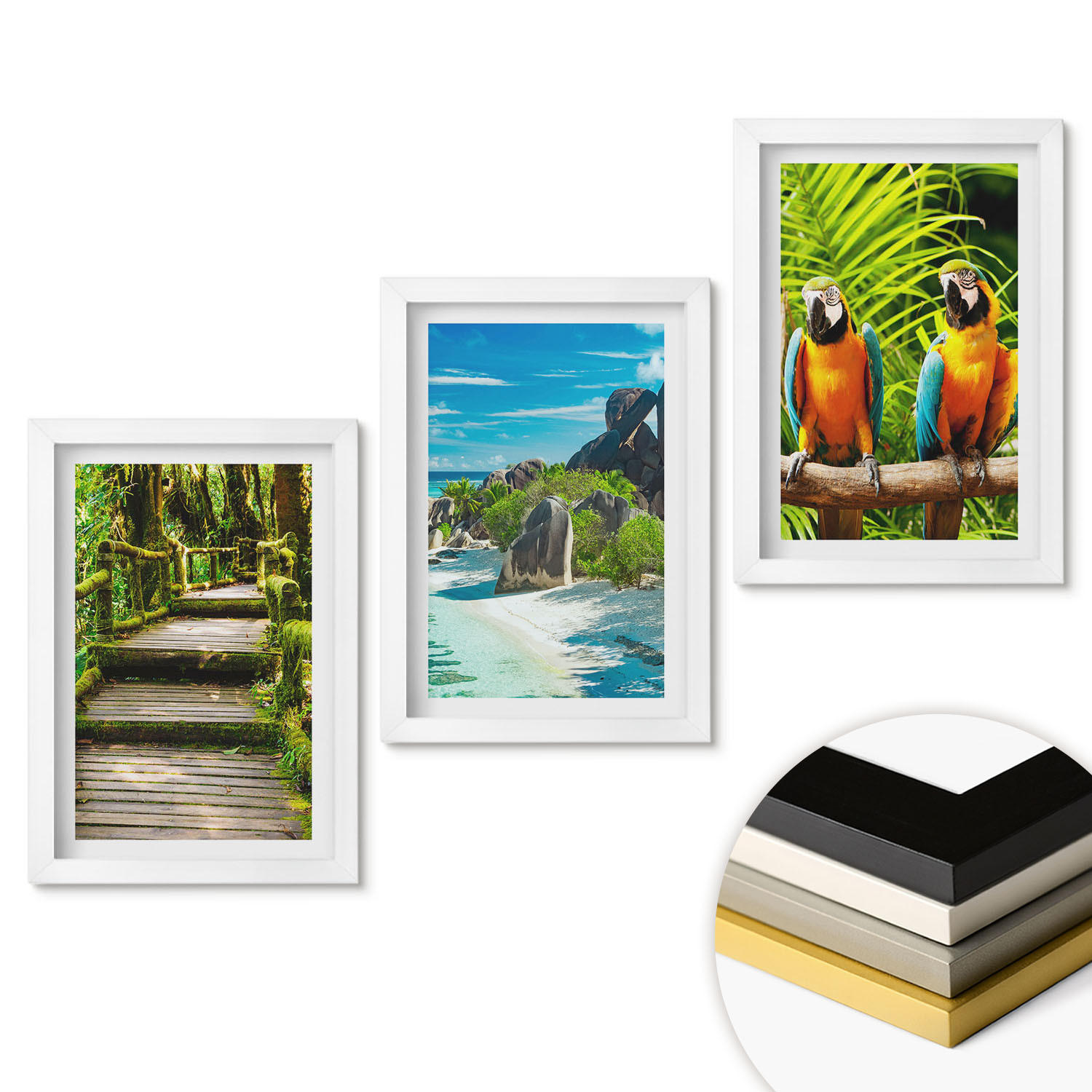 WANDBILDER 3er-Set - 20x30 cm Weißer Rahmen - Tropischer Wald Papageienwasserfall - Weiß, Kunststoff (20/30cm) - ArtPrintCave
