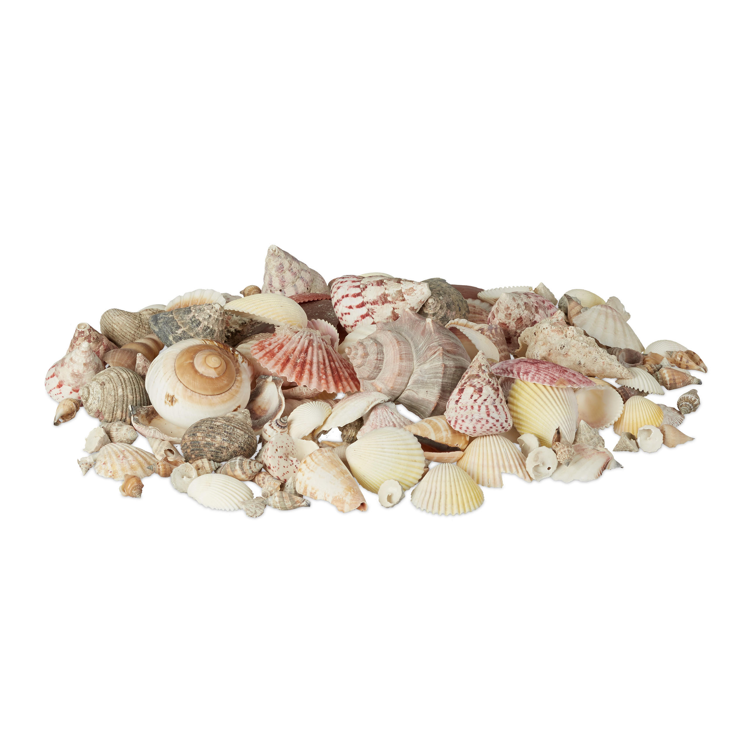 DECORAȚIUNE Multicolor mix scoici melci de mare 1 kg