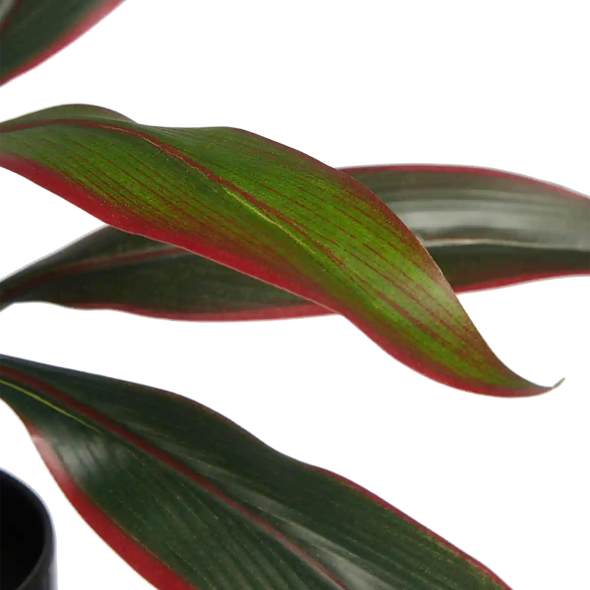 KÜNSTLICHE Cordyline - Monti 40 cm - Grün, Kunststoff (40cm) - aplanta