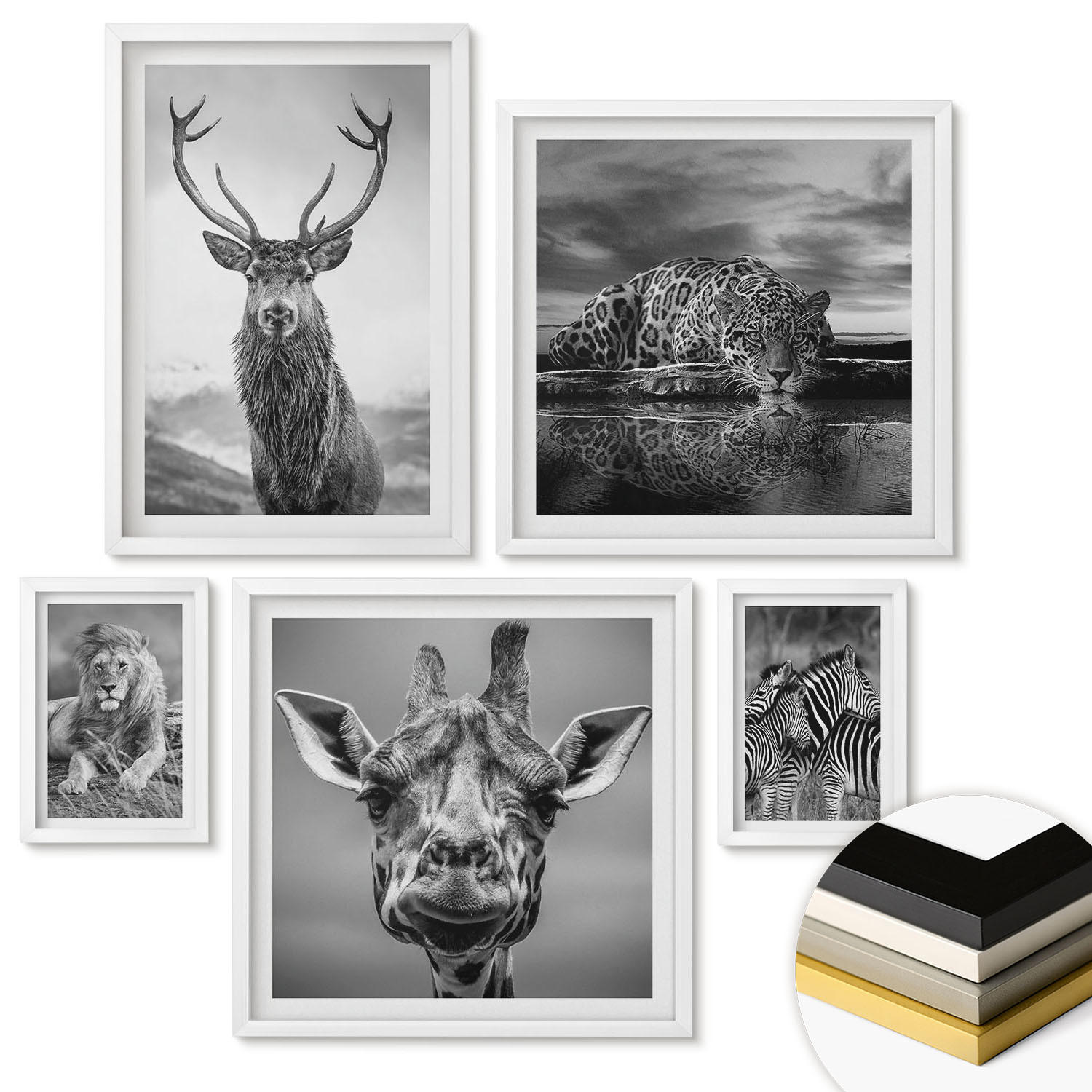 WANDBILDER 5er-Set - 50x50 cm & 20x30 cm & 40x60 cm Weißer Rahmen - Wildtiere Löwe Jaguar Giraffe Zebras - Weiß, Kunststoff (40/60cm) - ArtPrintCave