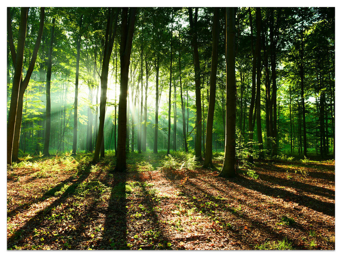 FOTOTAPETE für Wohnzimmer Sonnenstrahlen Wald Bäume Blätter 250x175 - Beige/Braun, Papier (250/175cm) - Muralo