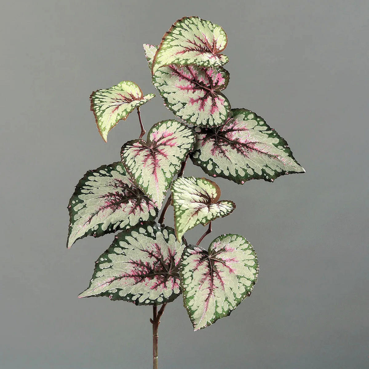 KUNSTPFLANZE Künstliche Begonie - Exel 65 cm - Grün, Kunststoff (65cm) - aplanta