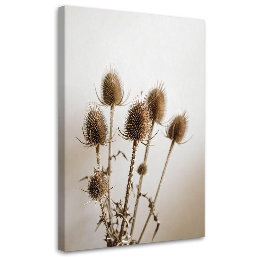 LEINWANDBILD Getrocknete Disteln Pflanzen in Beige 40x60cm - Beige, Textil (40/60cm) - Feeby