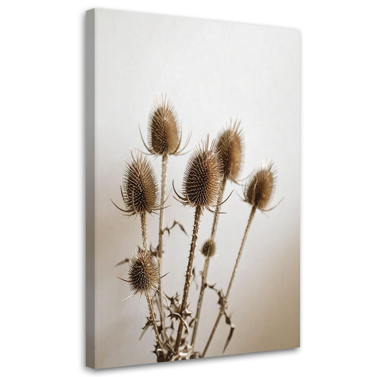 LEINWANDBILD Getrocknete Disteln Pflanzen in Beige 40x60cm - Beige, Textil (40/60cm) - Feeby