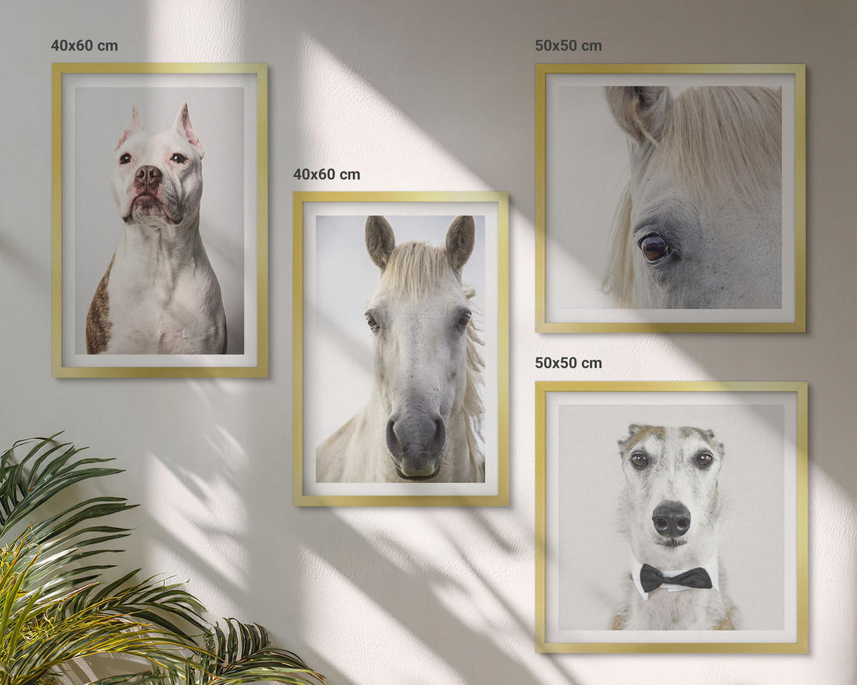 WANDBILDER 4er Set - 50x50 cm & 40x60 cm Goldrahmen - Elegante Porträts von Hunden und Pferden - Goldfarben, Kunststoff (50/50cm) - ArtPrintCave