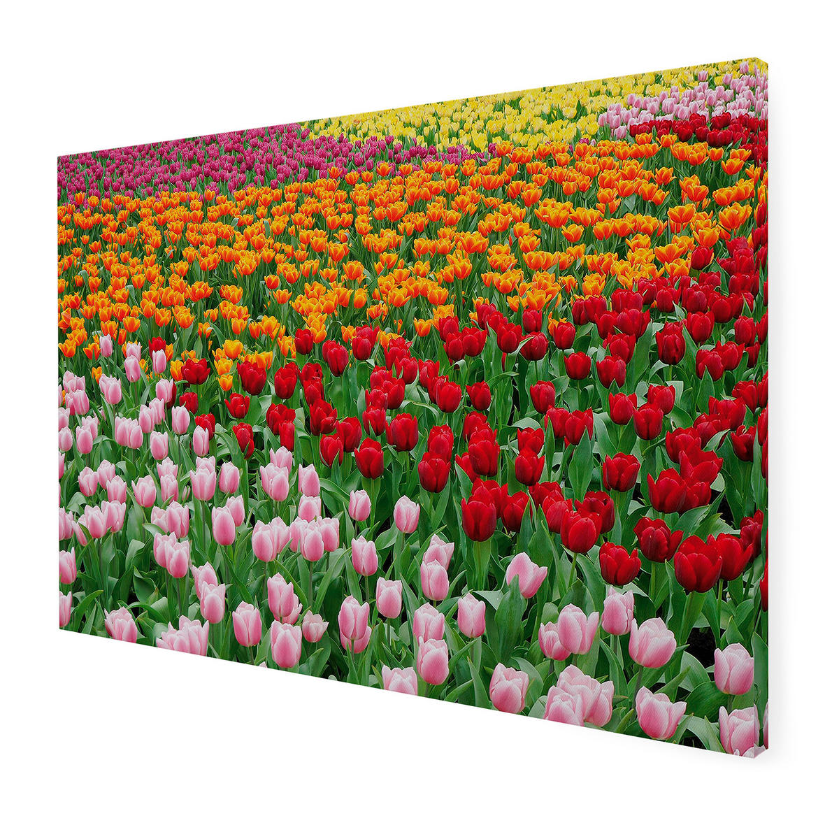 LEINWANDBILD Niederländisches Tulpenfeld 50x70cm - Multicolor, Textil (50/1cm) - Art for the Home