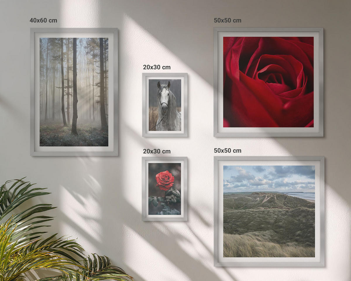 WANDBILDER 5er Set - 50x50 cm & 20x30 cm & 40x60 cm Silberner Rahmen - Rote Rosen auf pferdegrauem Hintergrund - Silberfarben, Kunststoff (40/60cm) - ArtPrintCave