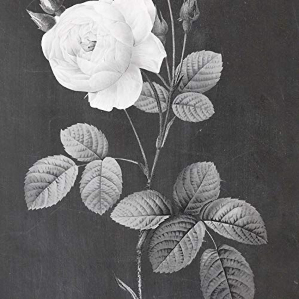 POSTER Set mit 4 Botanische Schwarz Hintergrund helle Blumen A3 Rahmenlos - Klar, Papier (29.7/3cm) - Nacnic