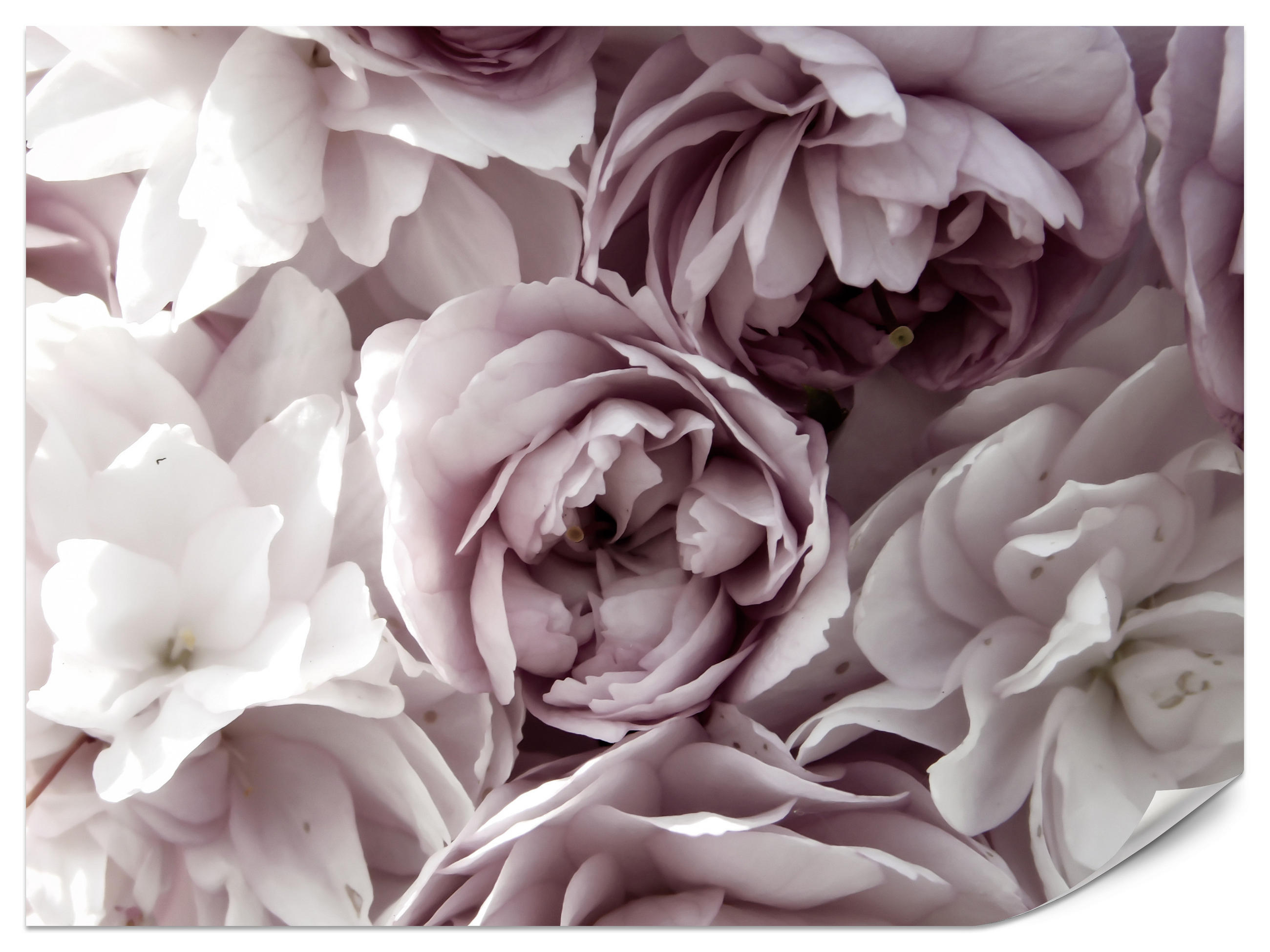 FOTOTAPETE für Badezimmer Pastell Pfingstrosen Blumen 300x210 - Beige/Violett, Papier (300/210cm) - Muralo