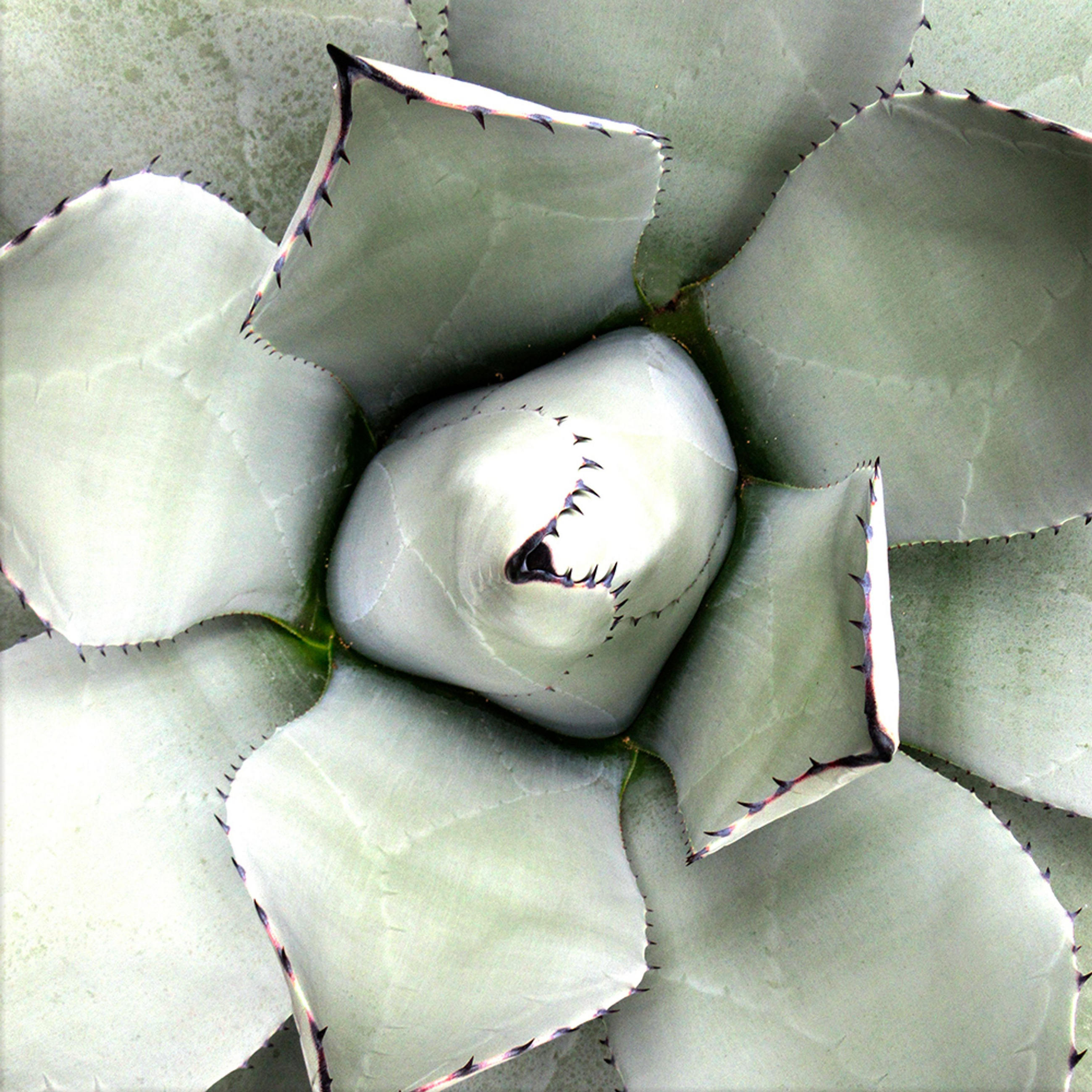 GLASBILD 30×30 cm Blatt grün - Grün, Glas (30/30cm) - artissimo