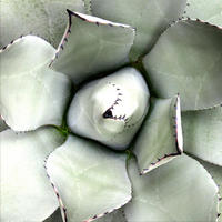 GLASBILD 30×30 cm Blatt grün - Grün, Glas (30/30cm) - artissimo