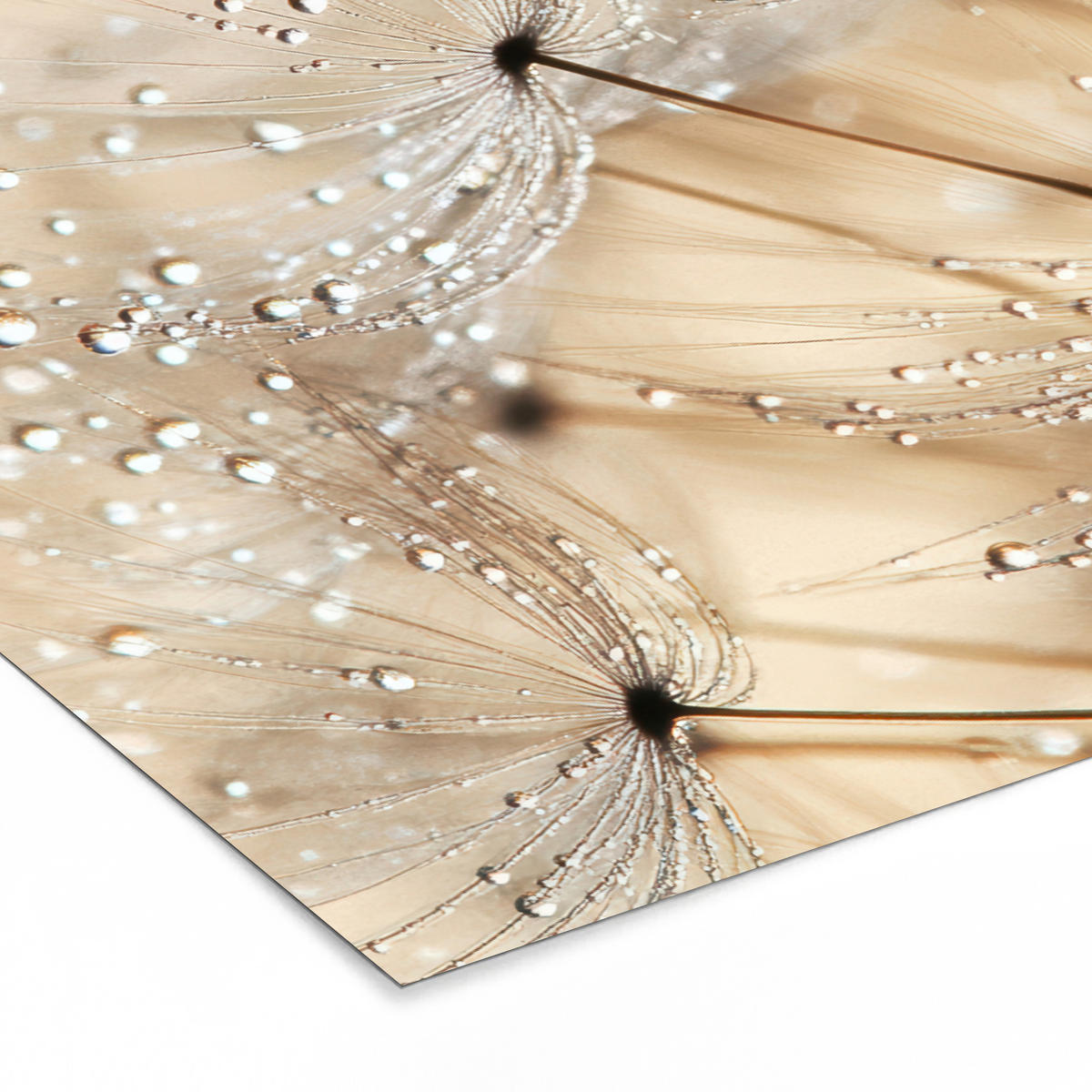 POSTER MIT RAHMEN Löwenzahn - Abstrakt - Natur - Beige 30x20 cm - Braun, Papier (30/20cm) - MuchoWow