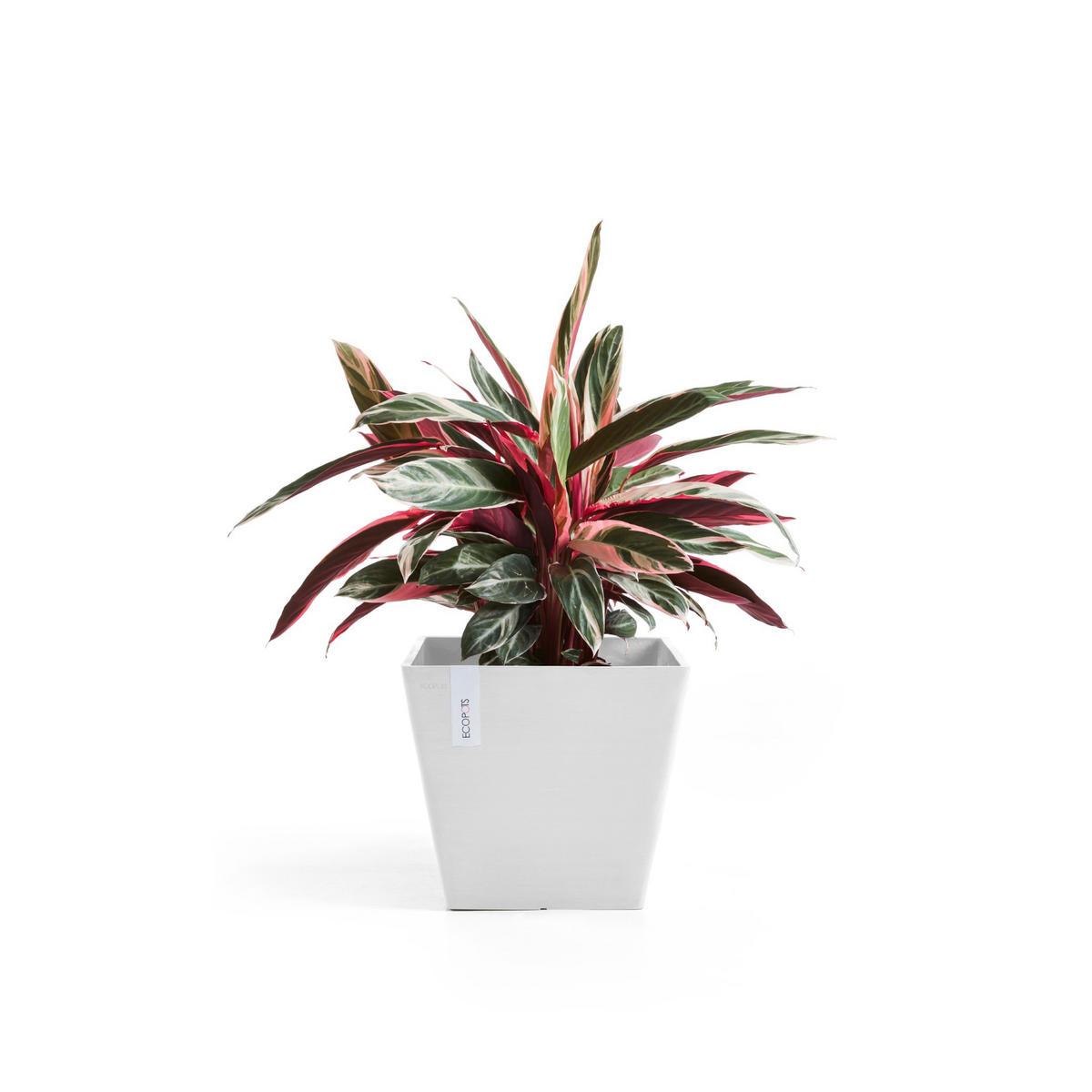 BLUMENTOPF Rotterdam 29,5/29,5/26,4 cm Weiß - Weiß, Kunststoff (29.5/26.4cm) - Ecopots