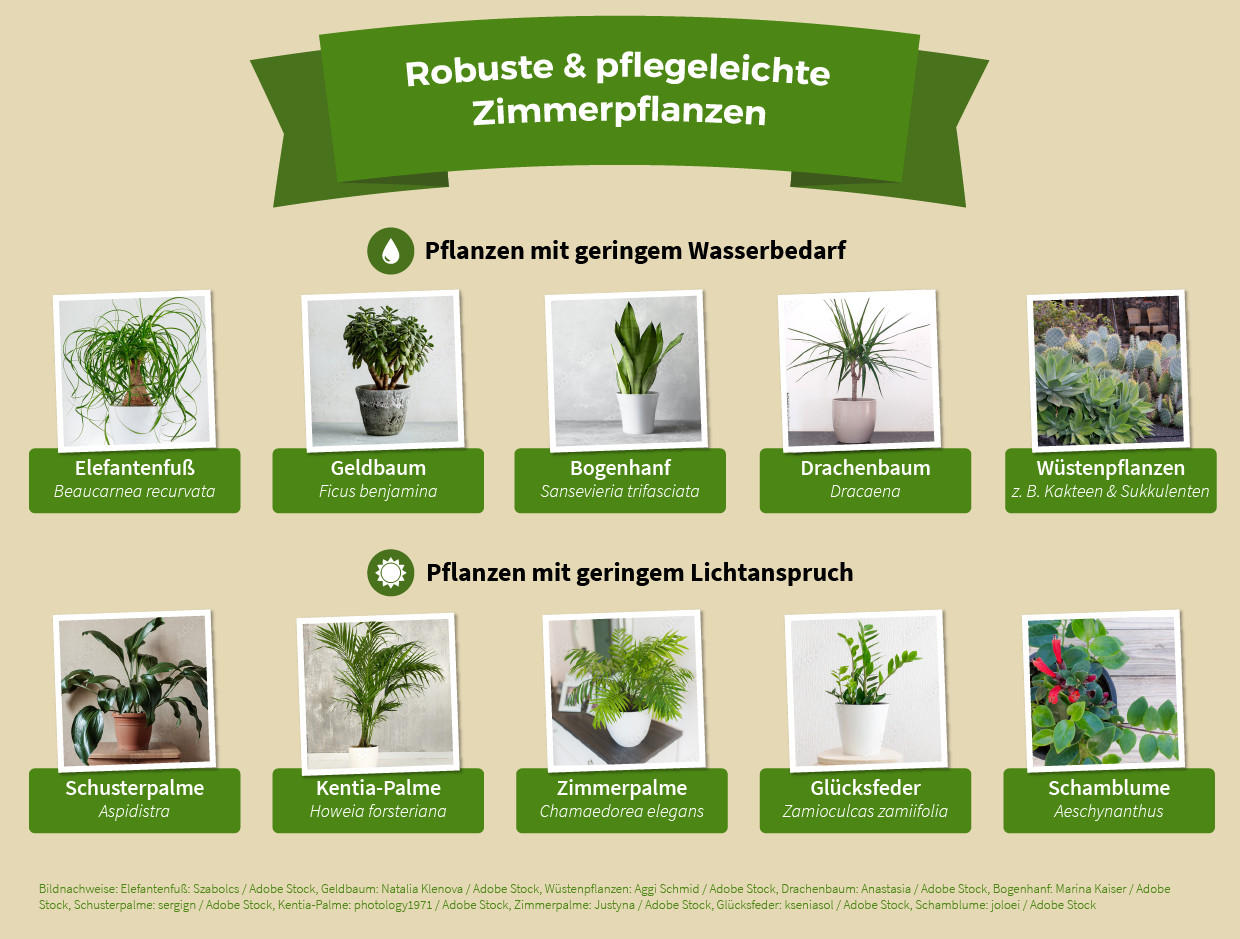 Pflegeleichte und robuste Zimmerpflanzen, Die passende Pflanze für jedes Zimmer XXXLutz
