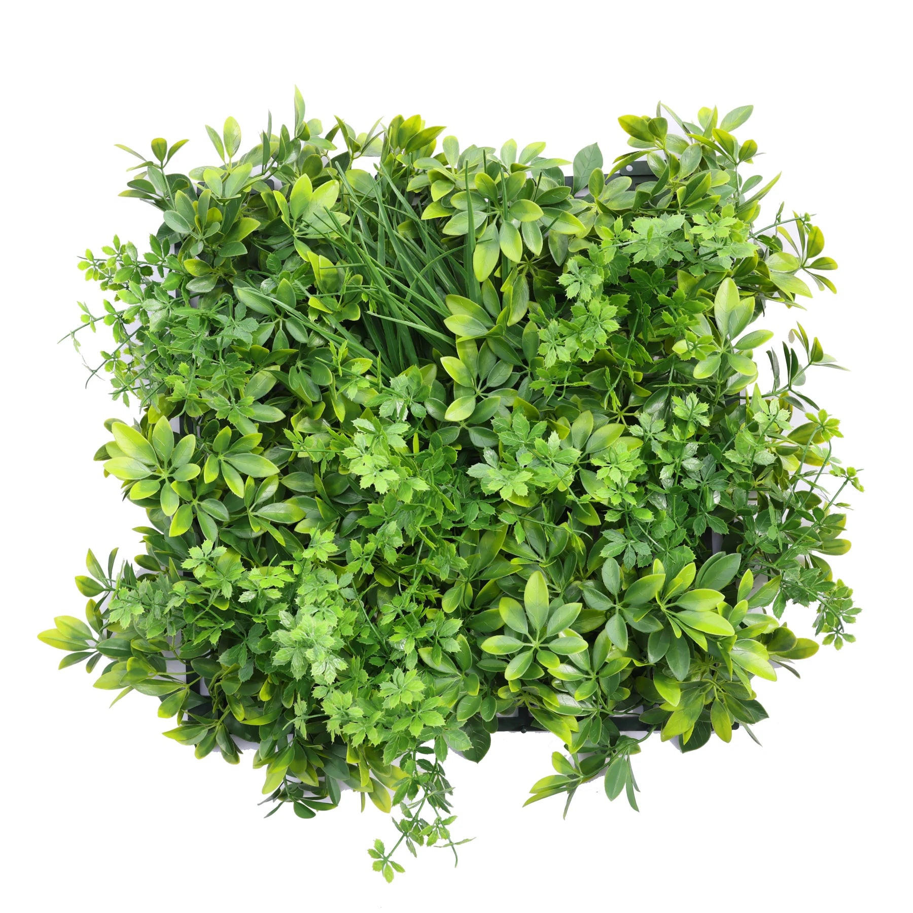 KUNSTPFLANZE Künstliche Schefflera Matte - Orla 50x50 cm - Grün, Kunststoff (50cm) - aplanta