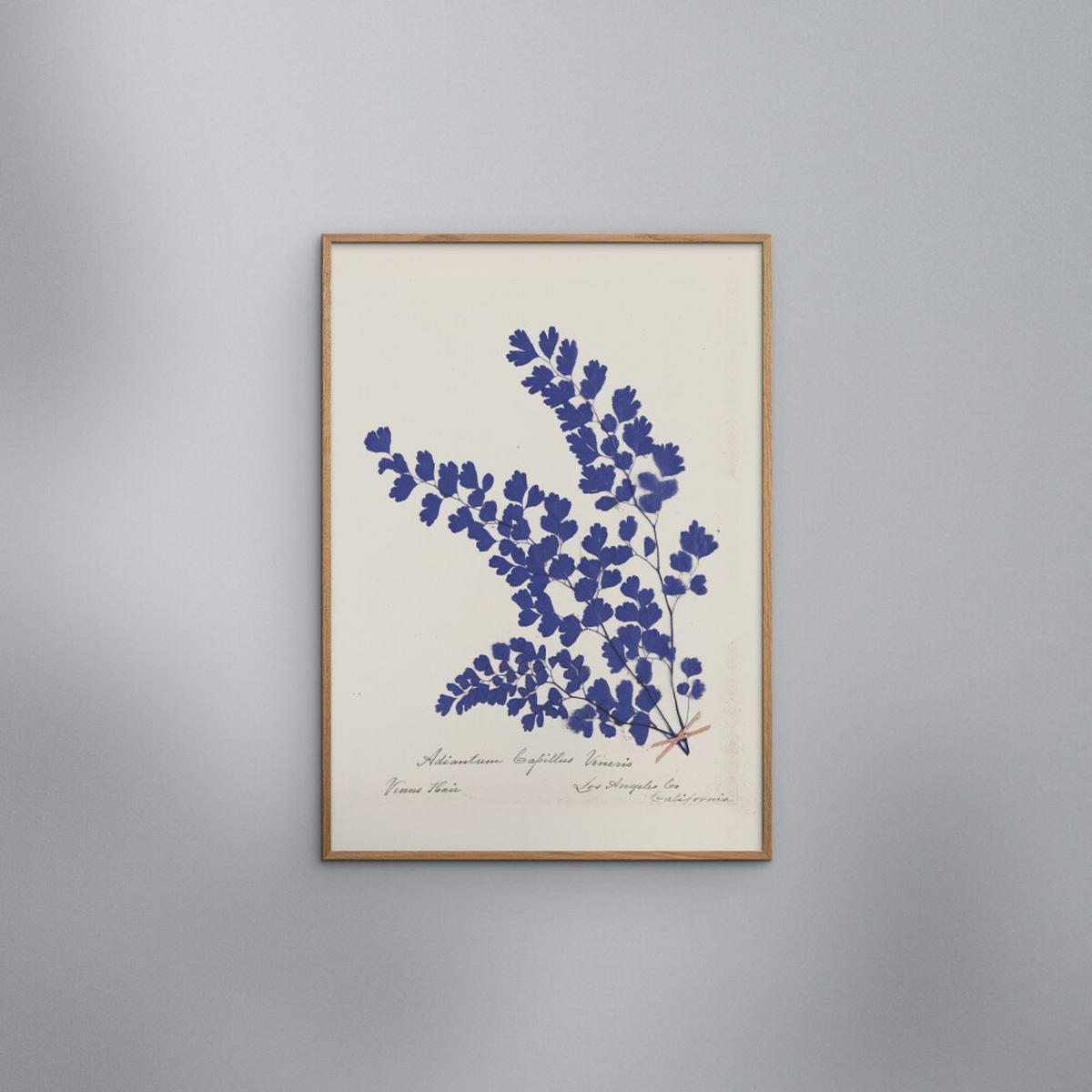 POSTER mit Rahmen Wild Apple - Botanical Fern III Blue - Blau/Eichefarben, Holz/Papier (70/100cm) - Poster&Frame