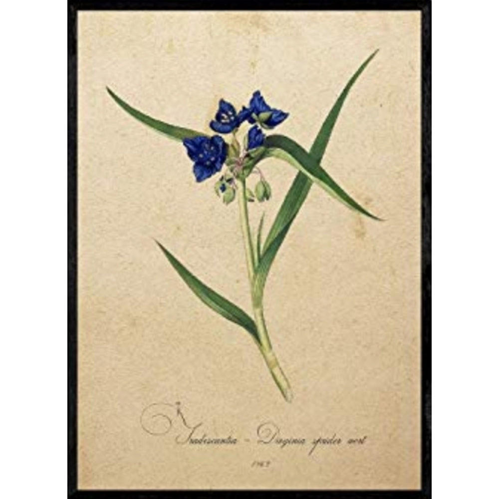 POSTER Tradescantia. A4 Rahmenlos - Klar, Papier (29.7/5/21cm) - Nacnic