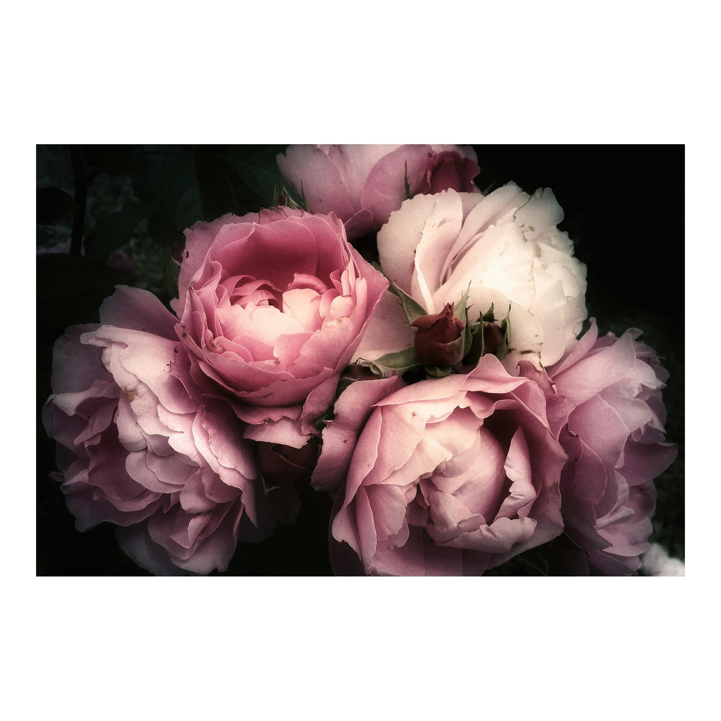 FOTOTAPETE Pfingstrosen vor Schwarz Shabby 288/190 cm - Rosa, Papier (288/190cm) - Bilderwelten