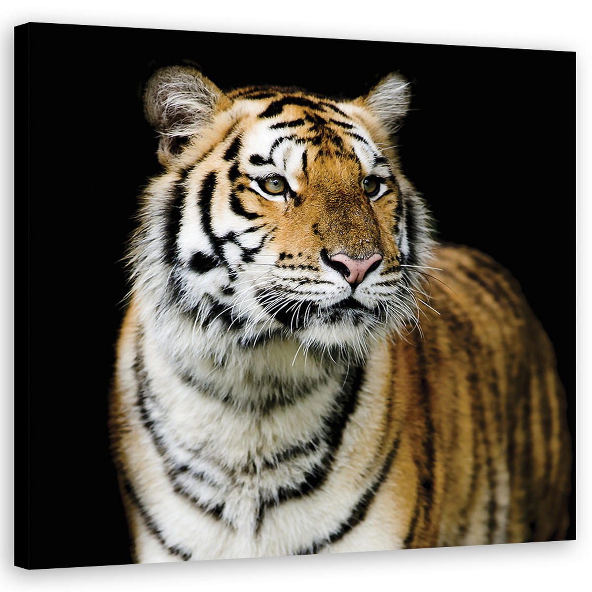 WANDBILD tiger wildtiere natur - Orange, Textil (50/50cm) - Feeby